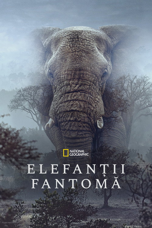Poster film Ghost Elephants – Die Geister im Hochland Angolas
